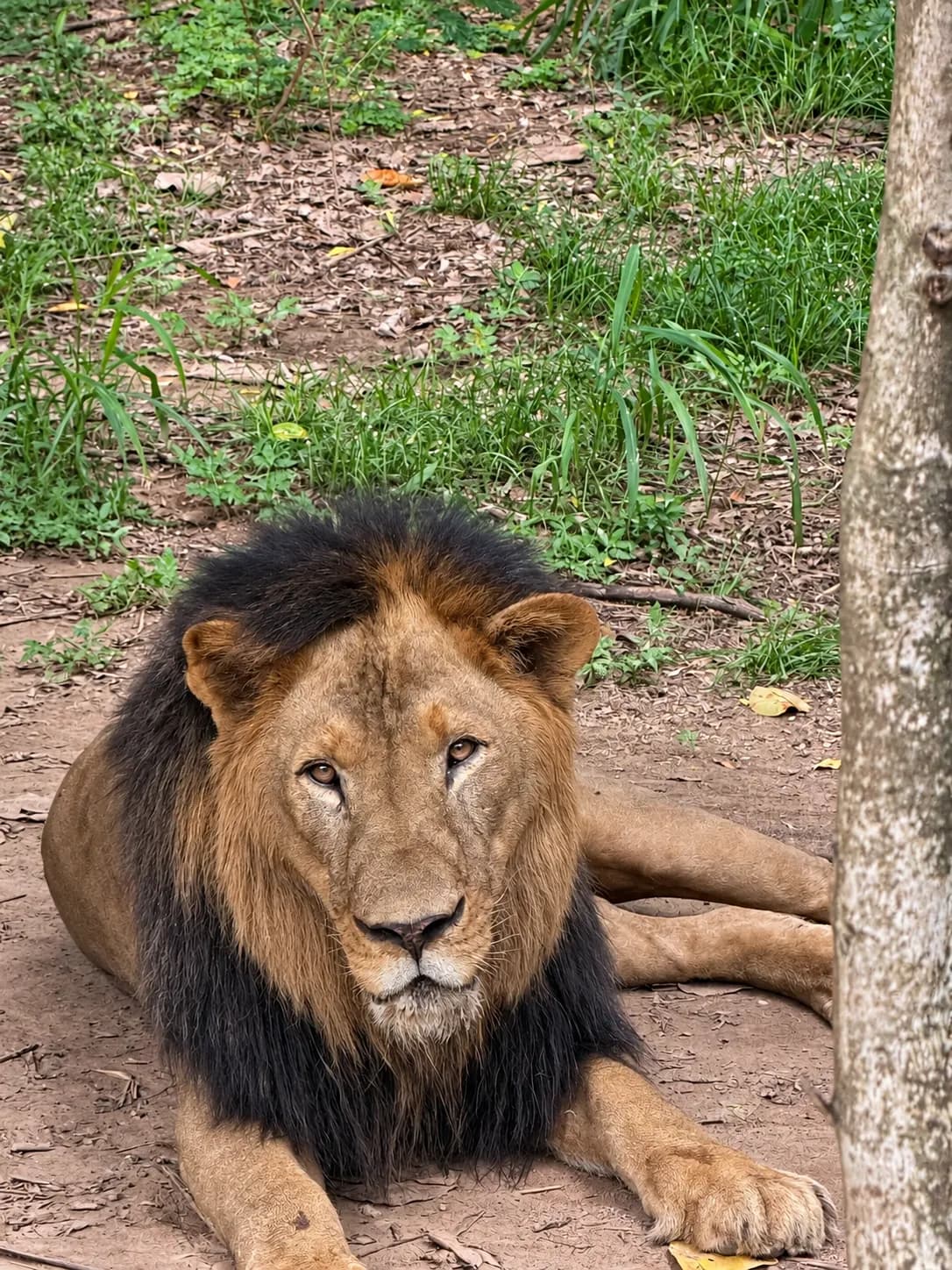 A male lion with a dark mane resting beside a tree