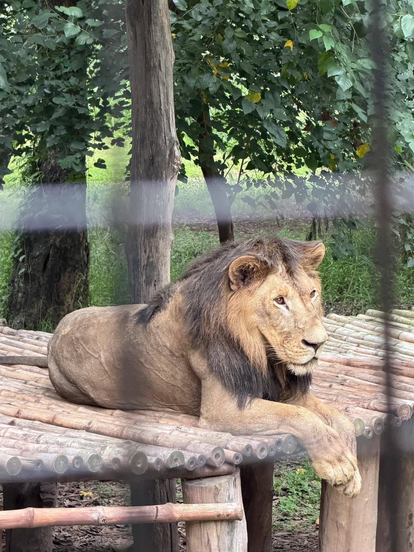 Side view of a resting lion with its front paw hanging over the bamboo platform