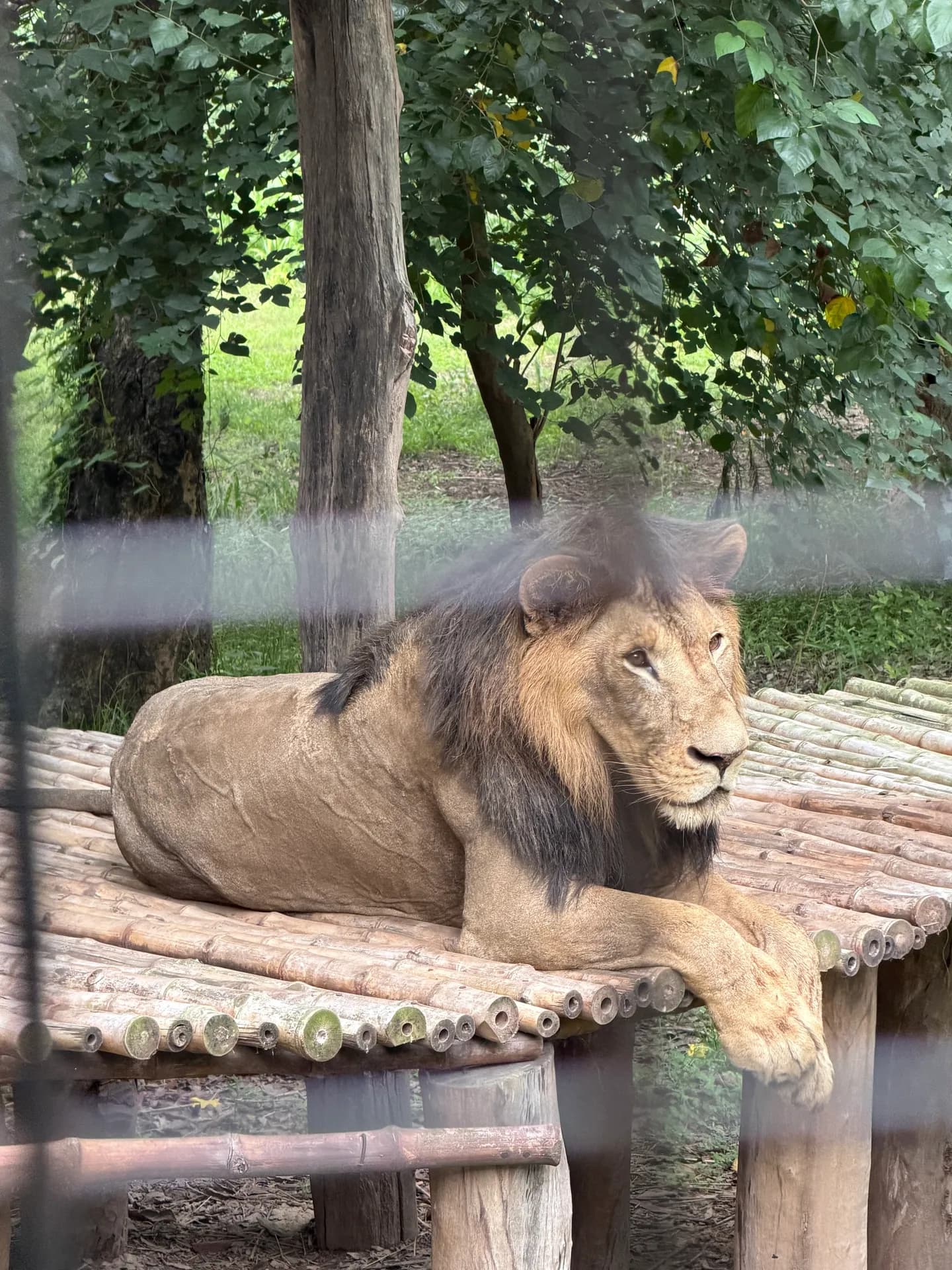 A lion resting on a bamboo platform beneath green trees, seen through the enclosure fence