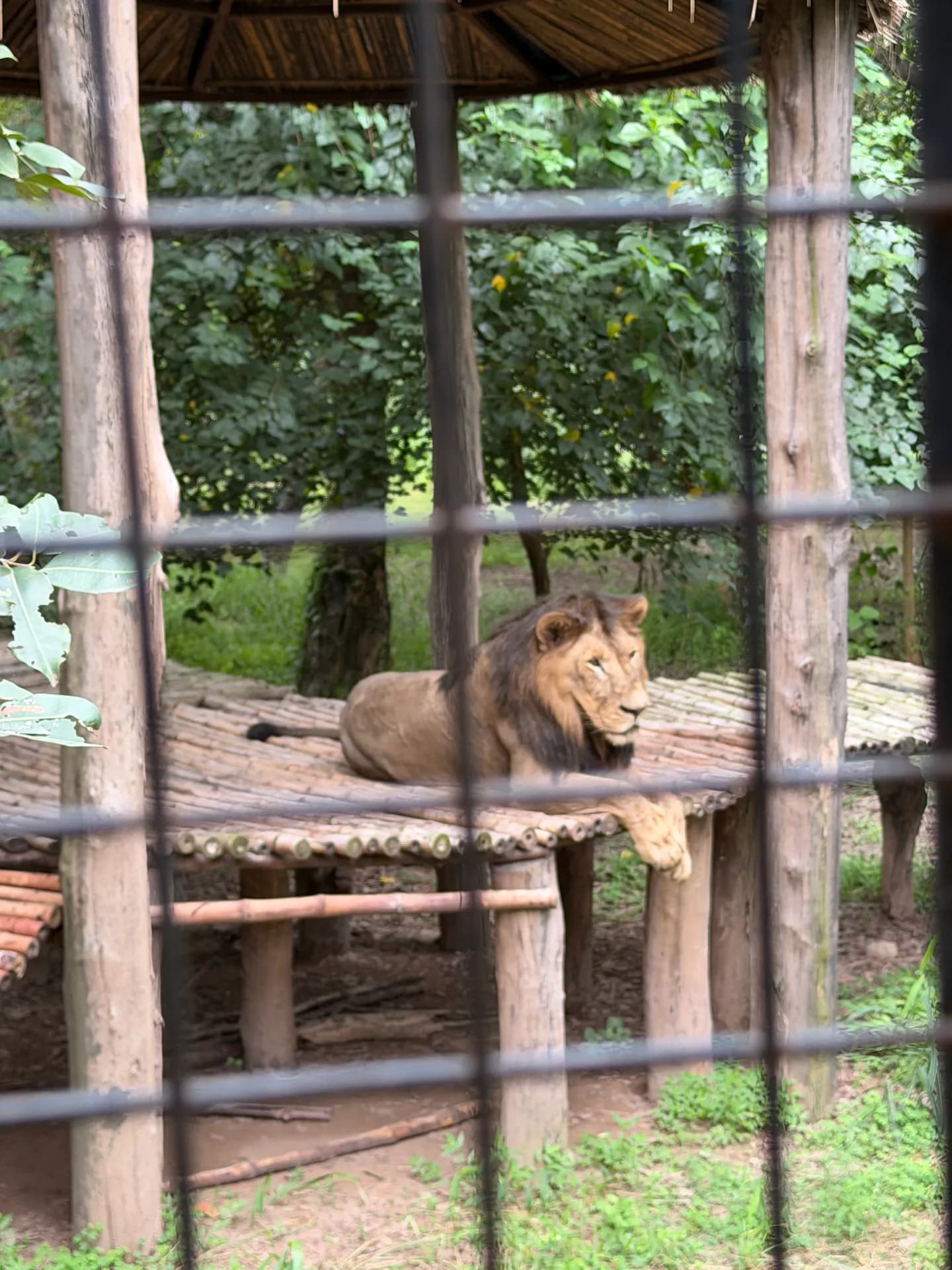 A lion on a raised bamboo platform under a shaded shelter, viewed through the fence