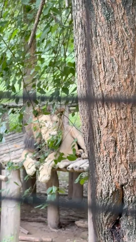 A lion in its enclosure at Chhatbir Zoo